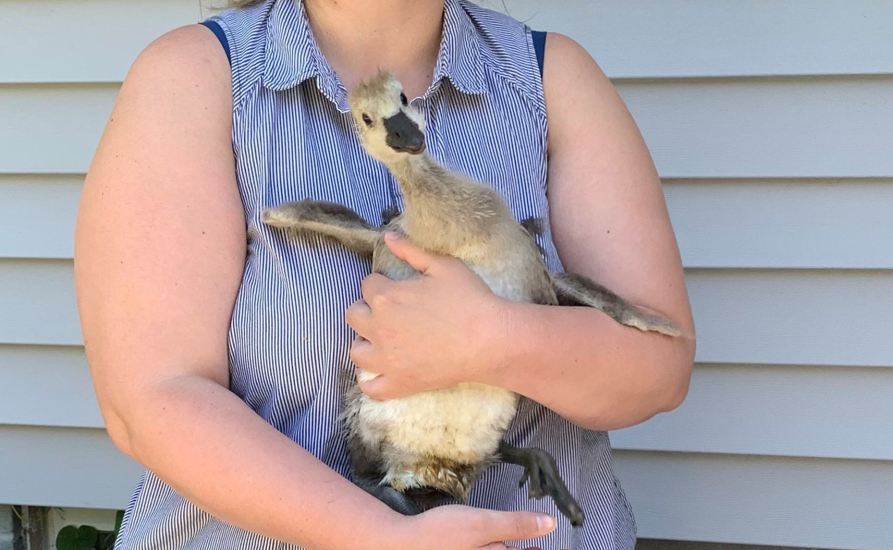 Maddie the Goose